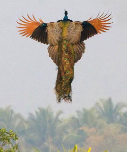 Flying_peacock1