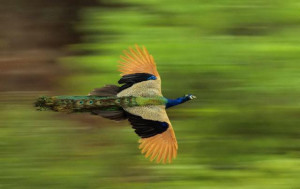 Flying_peacock2