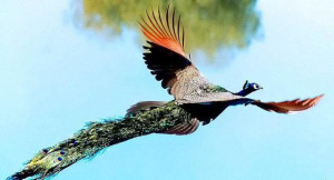 Flying_peacock3
