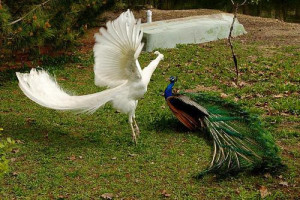 Flying_peacock4