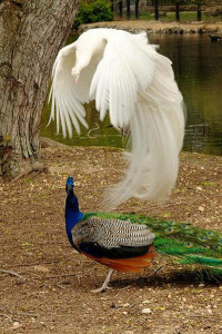 Flying_peacock5