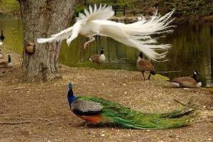 Flying_peacock6