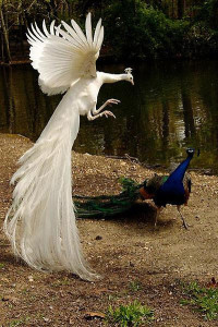 Flying_peacock8